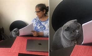 Image result for Cat Looking at Paper Meme
