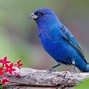 Image result for indigo bunting