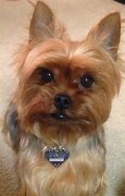 Image result for Yorkie Miss Bubbles