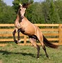 Image result for Lusitano Horse Breed