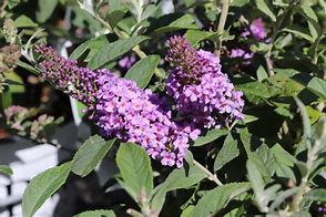 Buddleja Lilac Chip (r) എന്നതിനുള്ള ഇമേജ് ഫലം