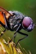 Image result for Best Camera Lens of Insect Mouthparts