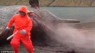 Image result for Exploded Whale On Beach