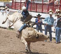 Image result for Cheyenne Rodeo Wild Horse Race