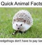 Image result for Silly Facts Meme