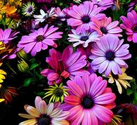 Image result for iPhone 7 Wallpaper Flowers