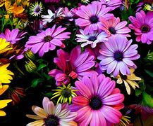 Image result for Floral Background for Laptop