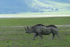 Image result for Rhino Coat