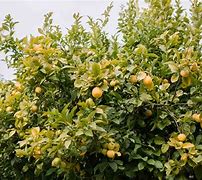 Image result for Lemon Tree Plant