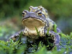 Image result for Common Toad