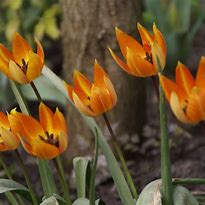 Image result for Tulipa whittallii