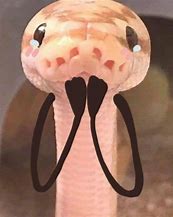 Image result for Boop Noodle Snake Meme