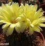 Image result for frailear