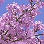 Image result for Lilacs for iPhone