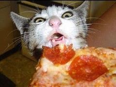 Image result for Cat Face Pizza Meme