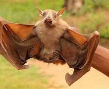 Image result for Great Fruit Bats