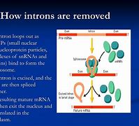 Image result for Intron Remove