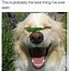 Image result for Smiling Dog Face Meme