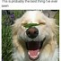 Image result for Happy Smiling Dog Meme