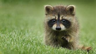 Image result for Green Raccoon