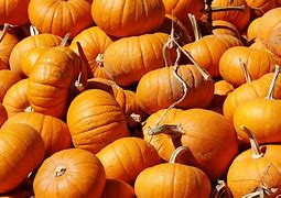 Image result for Pic of a Pumpkin