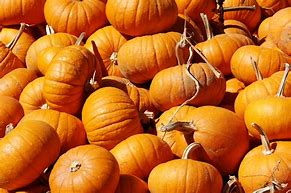 Image result for A Pumpkin
