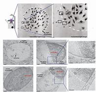 Image result for 4C and 5C Chromatin