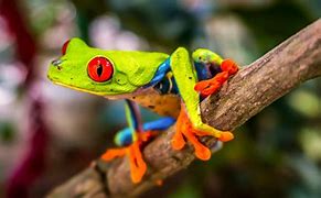 Image result for 8K Nature Photos Animals