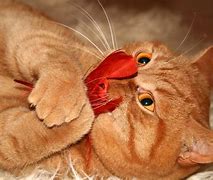 Image result for Orange Tabby Munchkin Cat