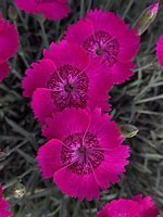 Image result for Dianthus gratianopolitanus Neon Star ®