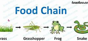 Image result for 4 Level Food Chain