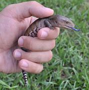 Image result for Blue Tongue Lizard
