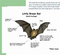 Image result for Albino Bat Food Chain