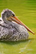 Image result for Pelican Green Kahak