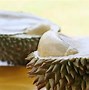 Image result for Smelly Fruit with Spikes