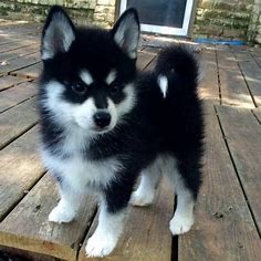 Socialized Pomsky Puppies Available – QuickMarket – Free Classified Ads – Buy & Sell – Local deals
