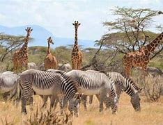 Image result for Kenya National Animal