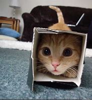 Image result for happy cats in boxes memes