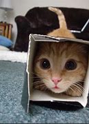 Image result for Cat in a Box Schroeder Meme