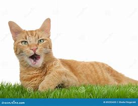 Image result for Orange Cat Mouth Slightly Open