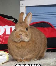 Image result for Fat Bunny Meme