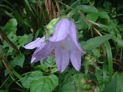 Image result for campanulaceae