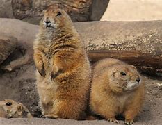 Image result for Prairie Dog Plant