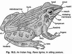 Image result for Indian Dancing Frog