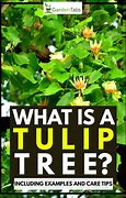 Image result for Tulip Tree Facts and Pictures