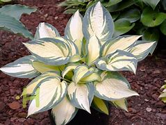 Image result for Hosta Remember Me