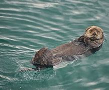 Image result for Otter with a Shell On Its Back
