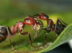 Image result for ant�fago
