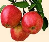 Image result for Lots Apple's