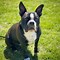 Image result for American French Bulldog